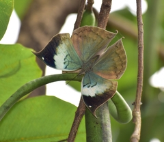 Kallima horsfieldii