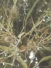 Colaptes rubiginosus