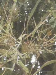 Colaptes rubiginosus