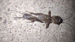 Gryllotalpa