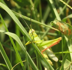 Heteracris pterosticha