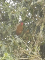 Colaptes rubiginosus