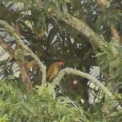 Colaptes rubiginosus