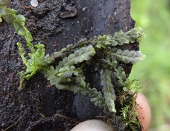 Chiloscyphus polyanthos