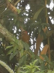 Colaptes rubiginosus