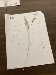 Cenchrus longispinus