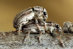 Sitona striatellus
