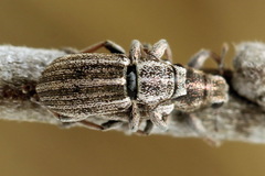 Sitona striatellus