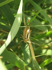 Heteracris pterosticha