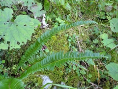 Polystichum lonchitis