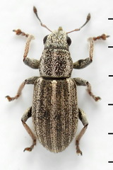 Sitona striatellus