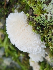 Ceratiomyxa fruticulosa