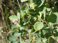 Symphoricarpos albus