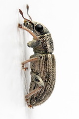 Sitona striatellus