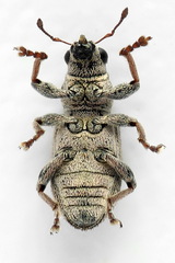 Sitona striatellus
