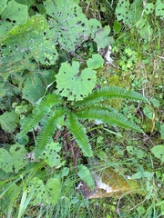 Polystichum lonchitis