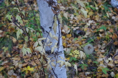 Clematis alpina sibirica