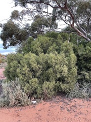 Geijera linearifolia