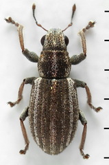 Sitona striatellus