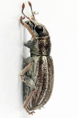 Sitona striatellus