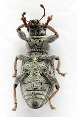 Sitona striatellus