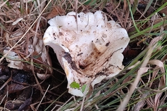 Lactarius controversus