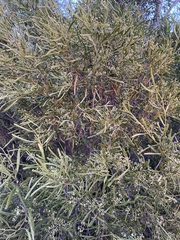 Geijera linearifolia