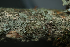 Melanelixia subaurifera