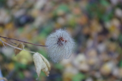 Clematis alpina sibirica