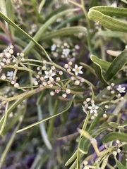 Geijera linearifolia