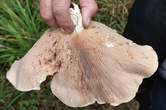 Lactarius controversus