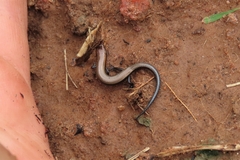 Panaspis maculicollis