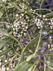 Geijera linearifolia