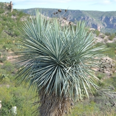 Yucca rigida