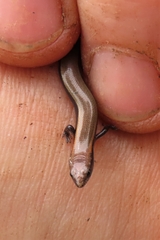 Panaspis maculicollis