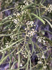 Geijera linearifolia