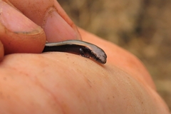 Panaspis maculicollis