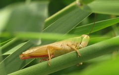 Heteracris pterosticha