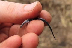 Panaspis maculicollis