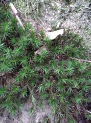 Polytrichum formosum
