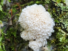 Ceratiomyxa fruticulosa