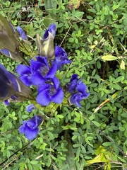 Gentianopsis crinita