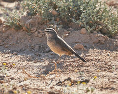 Cercotrichas coryphoeus