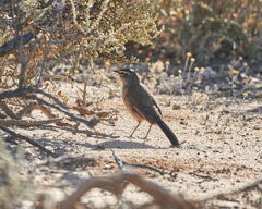 Cercotrichas coryphoeus