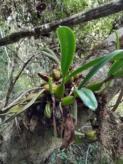 Bulbophyllum