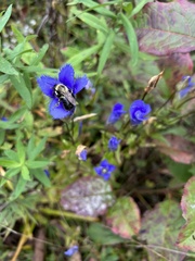 Gentianopsis crinita