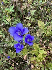 Gentianopsis crinita