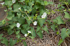 Ipomoea biflora