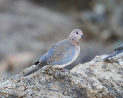 Streptopelia senegalensis senegalensis