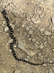 Pantherophis alleghaniensis